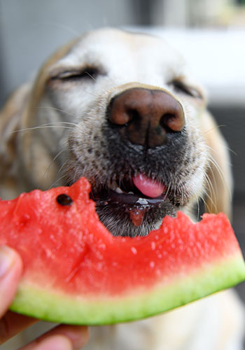 Barkow-Claudia-Hundeernährung