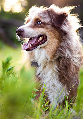 Barkow-Claudia-Hundegesundheit