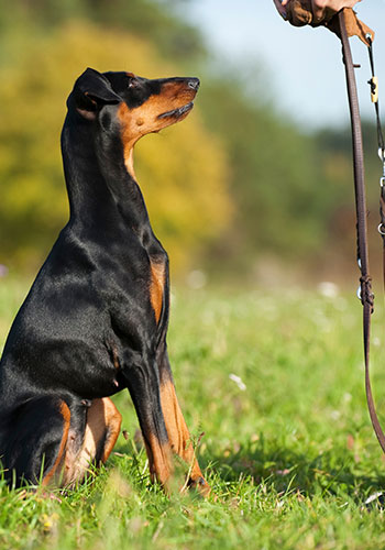 Barkow-Claudia-Hundetraining