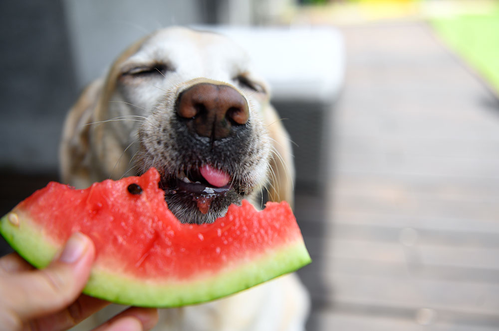 Barkow-Claudia-Hundeernährung-Angebot