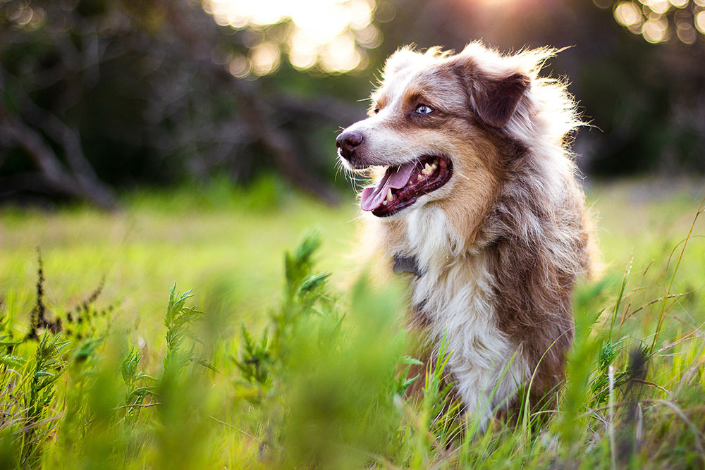 Barkow-Claudia-Hundegesundheit-Angebot