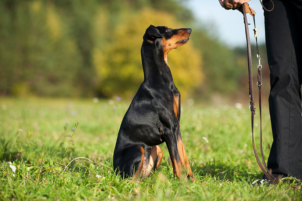 Barkow-Claudia-Hundetraining-Angebot