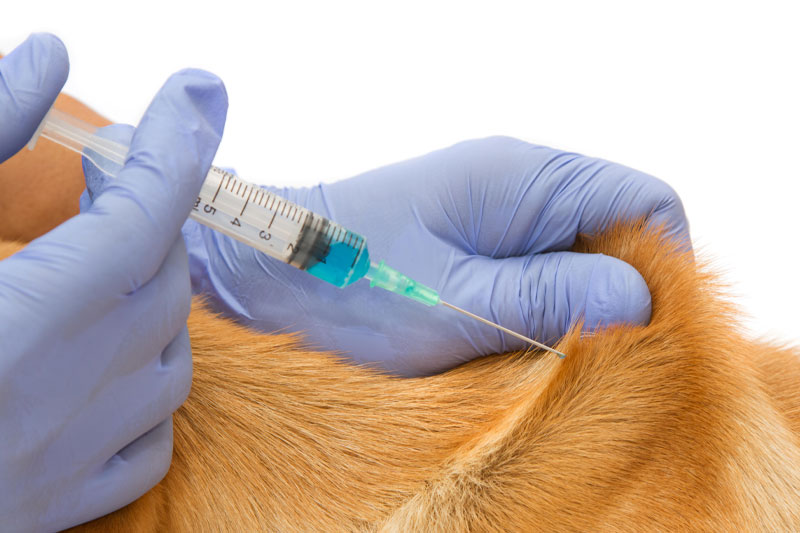 claudia-barkow-BARF-Impfung-Hunde-Katzen-wichtig
