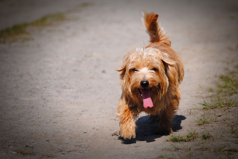 claudia-barkow-hund-muss-raus