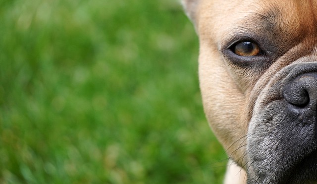 Folgen von Qualzuchten - Was Französische Bulldoggen krank macht